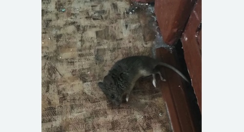 Дезинфекция от мышей в Новотроицке